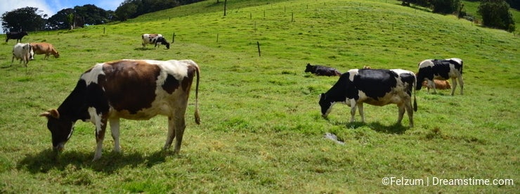 Dairy farm in Costa Rica