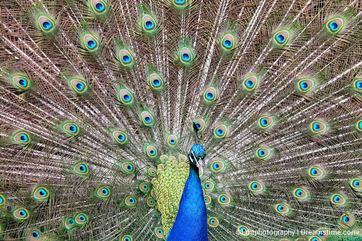 Peacock
