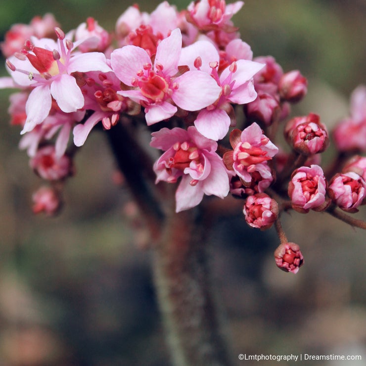 Pink Flowers