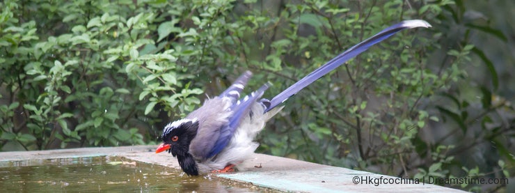 Azure-winged Magpie drinking water