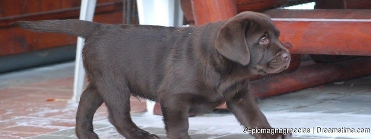 Chocolate Labrador Pup playing