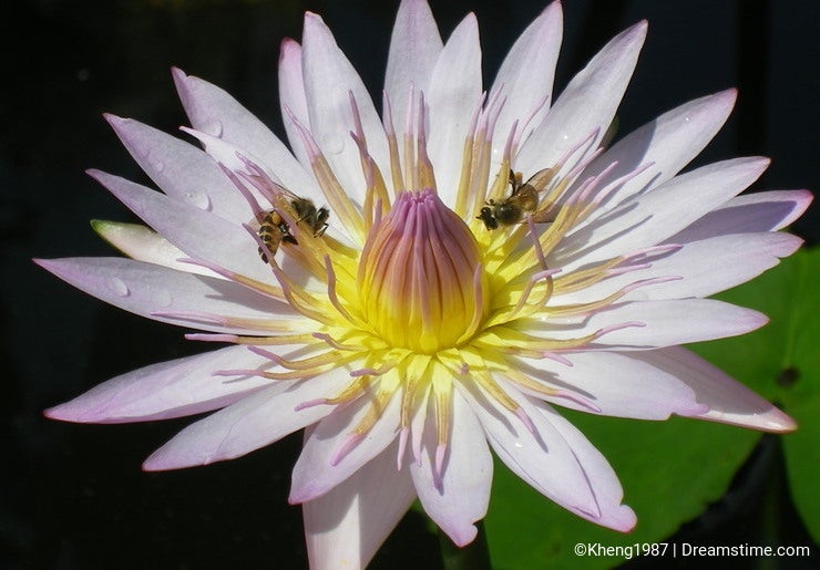 Bees and Lotus