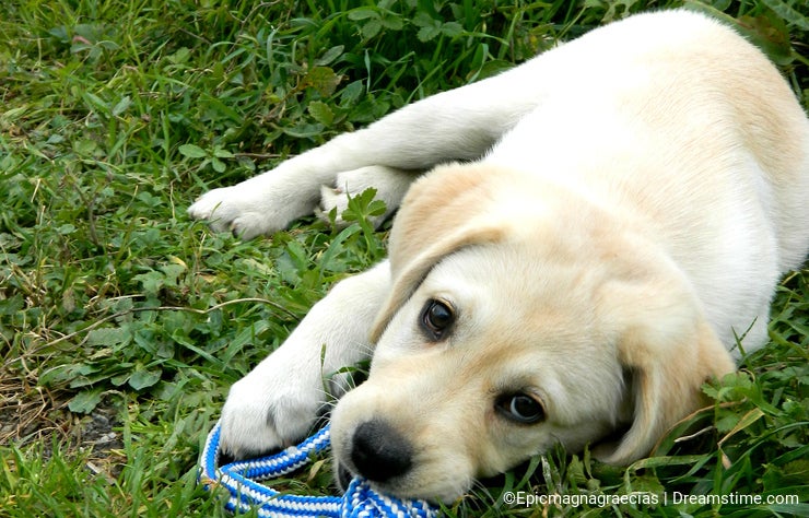 Yellow labrador puppy with a toy