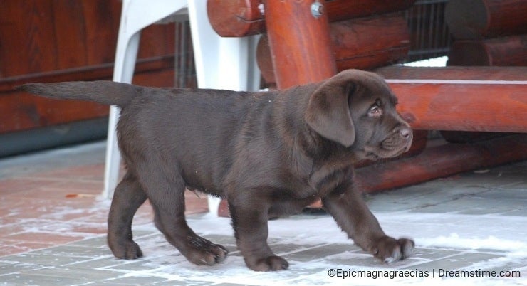 Chocolate Labrador Pup playing