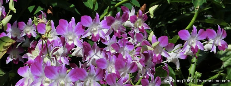White & Purple Orchids