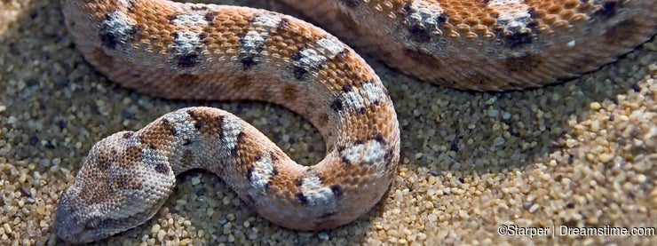 Painted saw-scaled viper 1