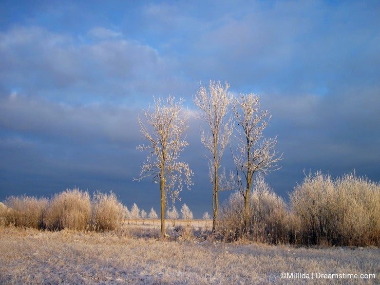 Trees in field, winter