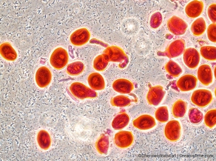 Microscopy images of red blood cells