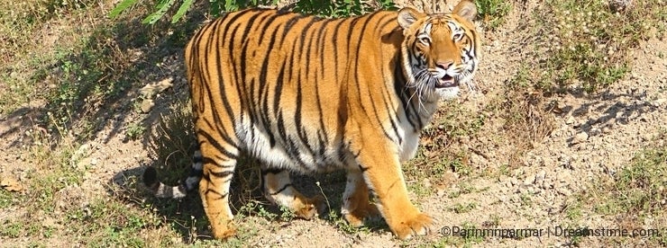 Bengal Tiger - A wild yet gorgeous animal - Dreamstime