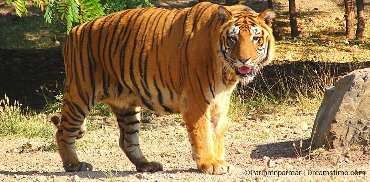 Where is the biggest bengal tigers?