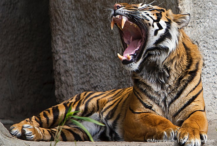 Bengal Tiger - A wild yet gorgeous animal - Dreamstime