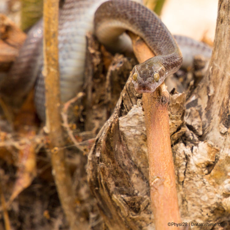 Brown House Snake on log