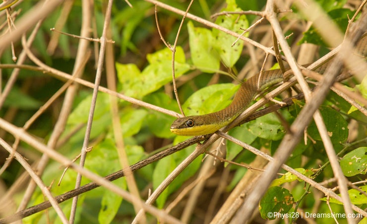 Eastern Stripe-bellied Sand Snake in vegetation