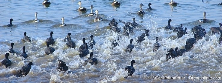 Running Common Coots at Randarda Lake, Rajkot, Gujarat