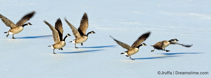 Canadian geese taking flight over a frozen lake