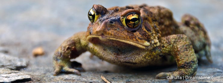 Frog Closeup