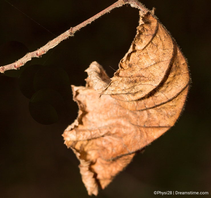 Dry Autumn leaf