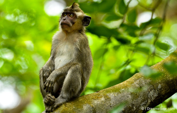 Macaque monkeys - Dreamstime