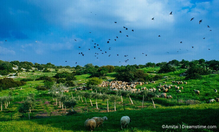 Holy land Series - Sheeps in the meadow, Hirbat Burgin 4
