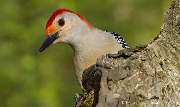 Peering Woodpecker