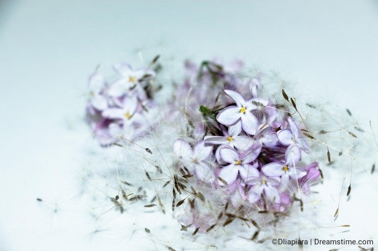 Lilac flowers and dandelion seeds.