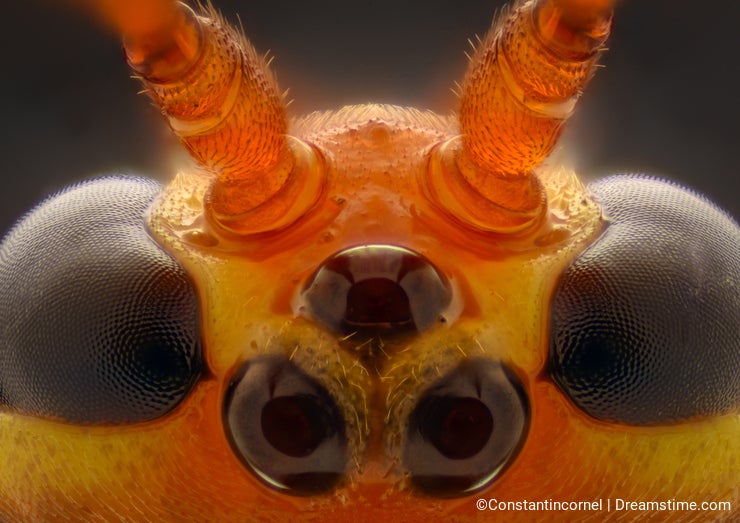 Extreme magnification - Cremastinae wasp