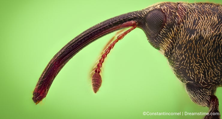 Extreme magnification - Weevil, side view