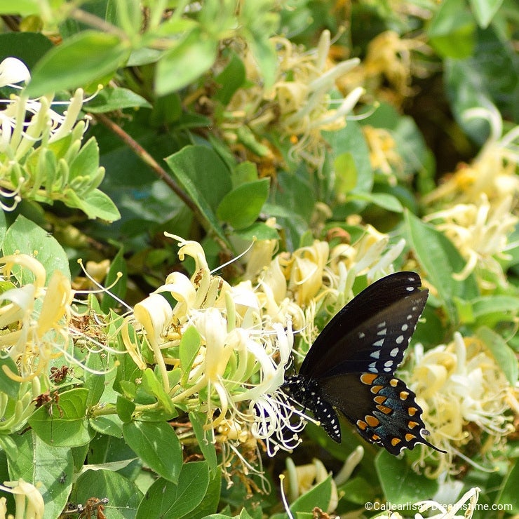 Spicebush swallowtail Butterfly