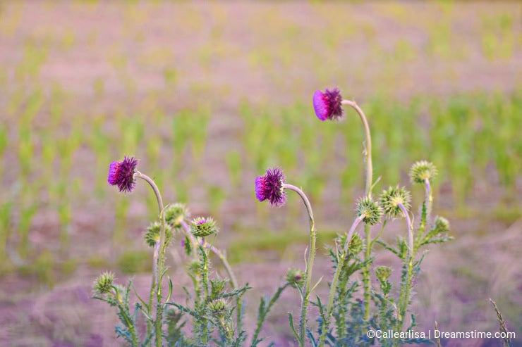 Purple wildflowers