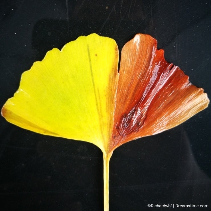 Yellow ginkgo leaf lying on the water floor