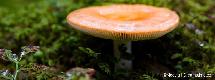 Orange lactarius mushroom in forest