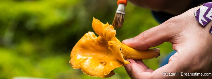 Man cleaning a chanterelle mushroom in the forest