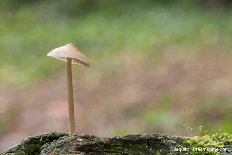 A small mushroom