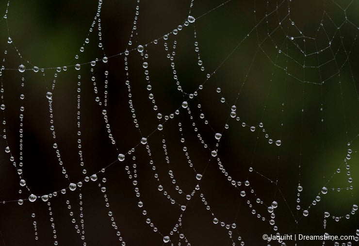 Water droplets on a spiders web