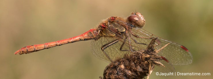 Dragonfly on seed head