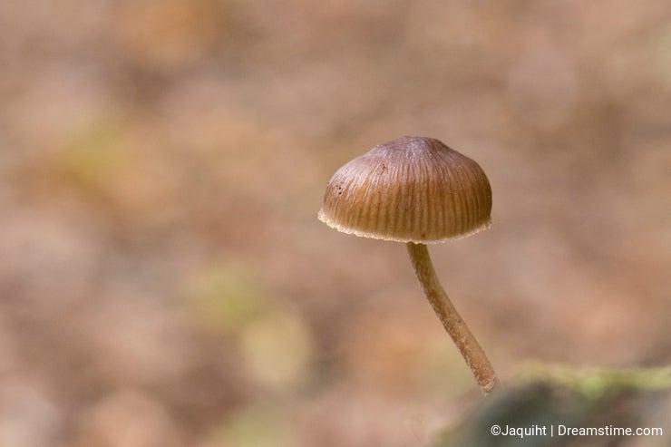 A small mushroom