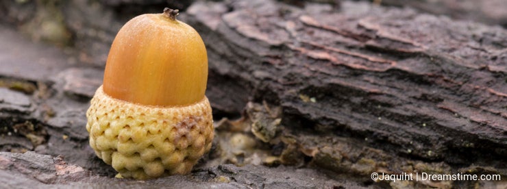 An acorn a log