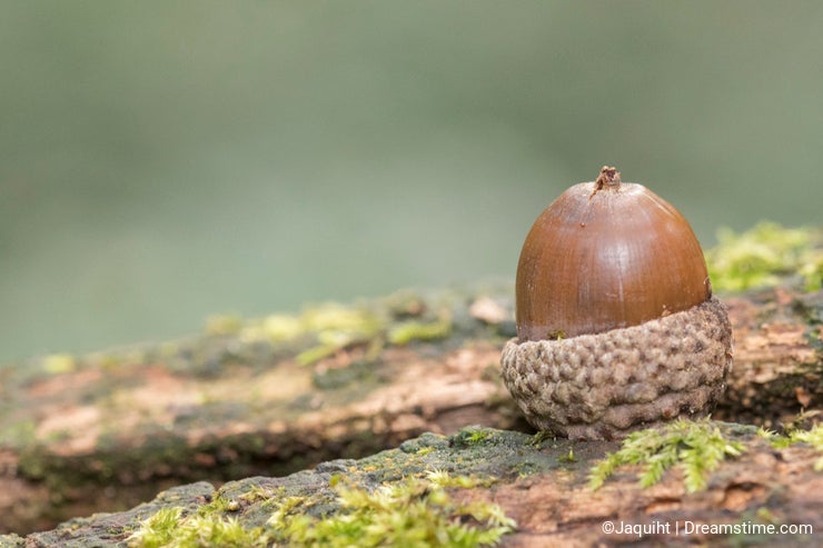 An acorn on a log