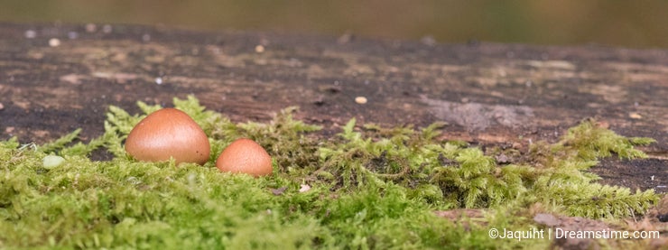 Two small mushrooms