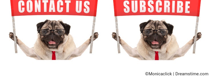 Business pug dog holding up red banner sign with text contact us and subscribe
