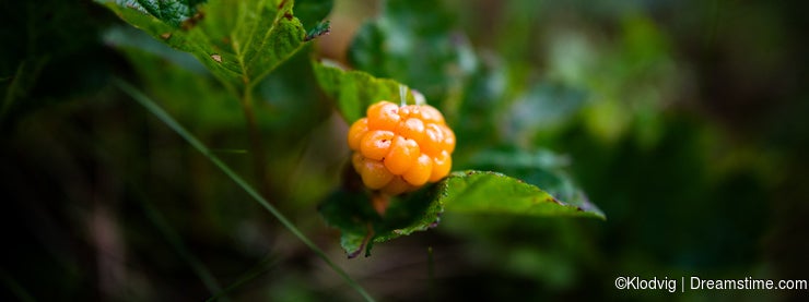 Ripe arctic cloudberry on Finnish swamp