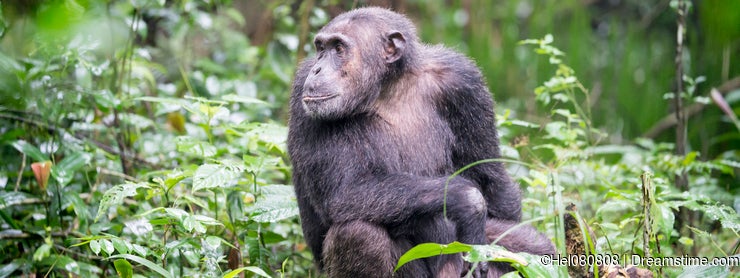 Chimpanzee in rainforest of Kibale National Park Uganda