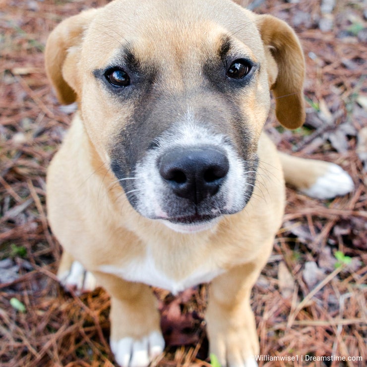 Short legged tan mutt puppy dog, Georgia USA