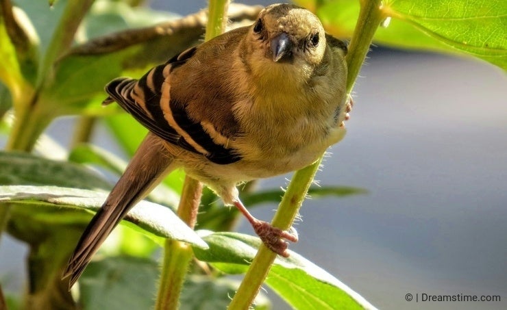 Yellow birds sales in new jersey
