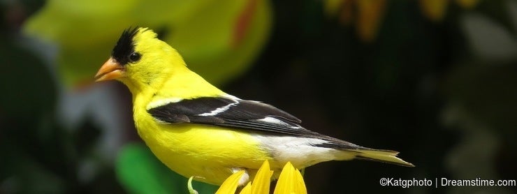 Little Yellow Bird >> The Little Yellow Bird That Became My Wildlife Photography Inspiration Little Yellow Bird >> The Little Yellow Bird That Became My Wildlife Photography Inspiration