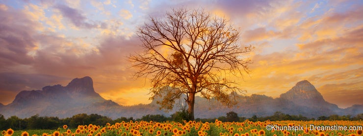 Beautiful landscape of dry tree branch and sun flowers field against colorful evening dusky sky use as natural background