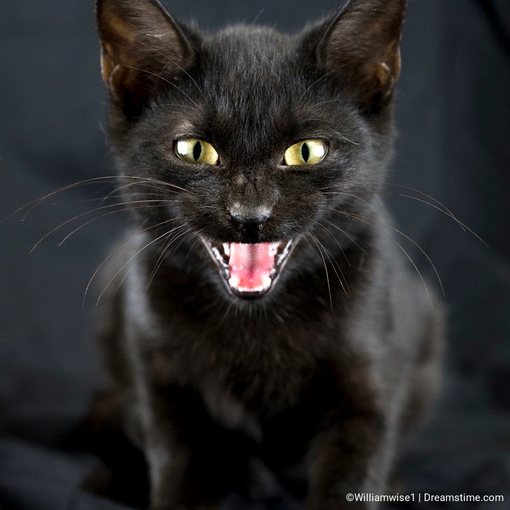 Halloween Creatures: the Black Cat - Dreamstime