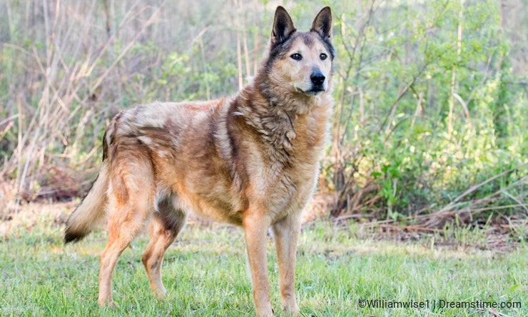 Dog Rescue Photography: Wiley, the wolf? - Dreamstime