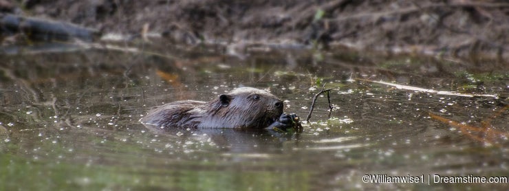 Shaky Beavers