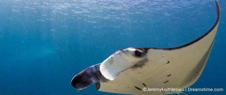reef mantas reef mantas